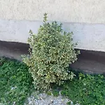 Apartamento Levendula