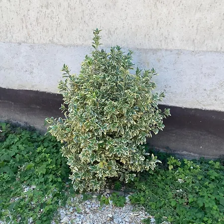 Apartament Levendula Vendeghaz
